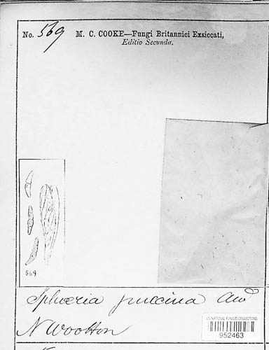 Phaeosphaeria juncina image